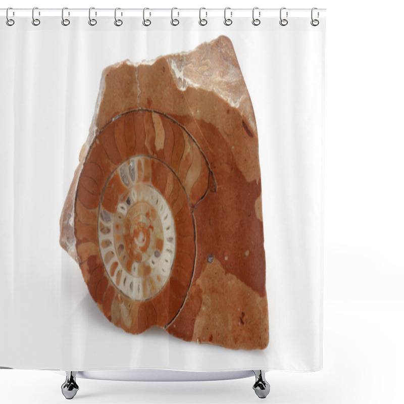 Personality  Ammonite Shower Curtains