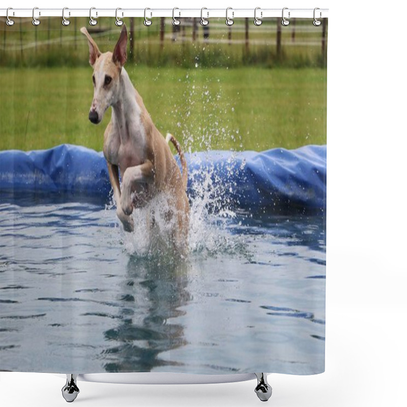 Personality  Funny Galgo Is Jumping In The Pool Shower Curtains