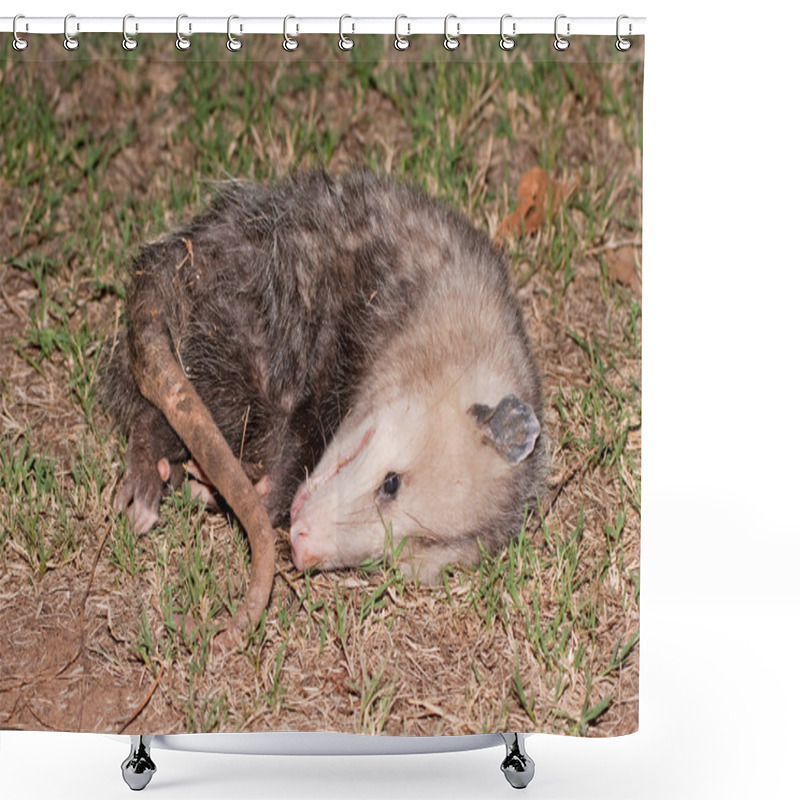 Personality  Possum Playing Dead At Night Shower Curtains