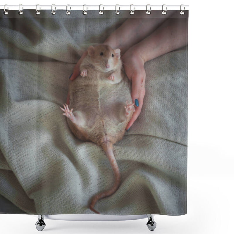 Personality  Very Fat Red Rat At Home On A Table Shower Curtains