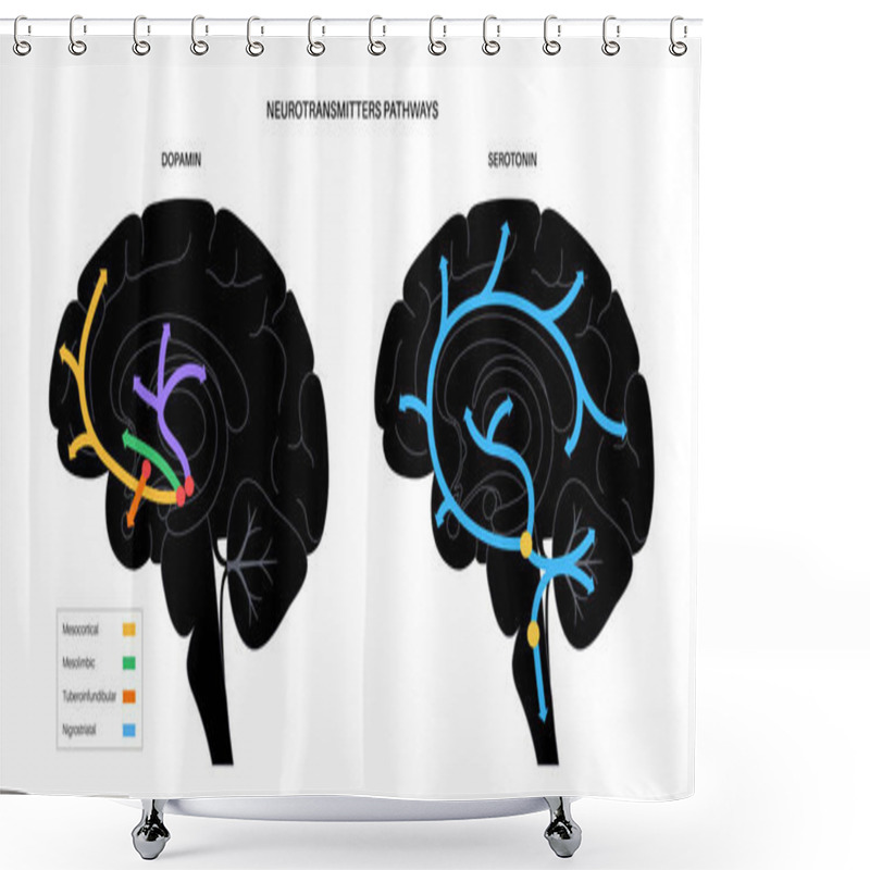 Personality  Serotonin And Dopamine Pathway Shower Curtains