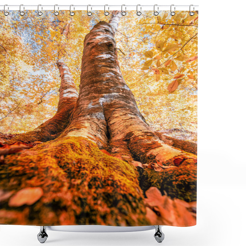 Personality  Bottom View Of Tops Of Trees With Orange And Red Leaves In Autumn.Morning Scene In Colorful Woodland. Nature Concept Background Shower Curtains