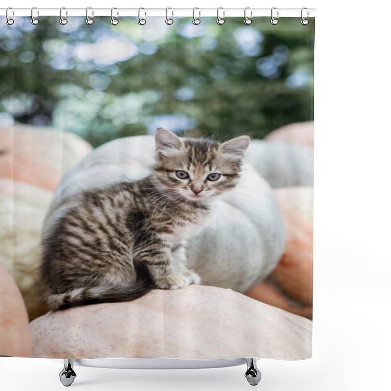 Personality  Cute Gray Kitten Sitting On A Pile Of Pumpkins Shower Curtains