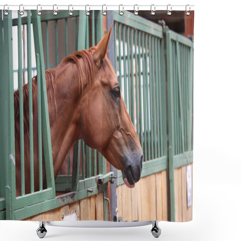 Personality  Portrait Closeup Of Beautiful Young Chestnut Horse In Stall Box. Purebred Horse With Beautiful Eyes Posing For Camera Indoor Shower Curtains