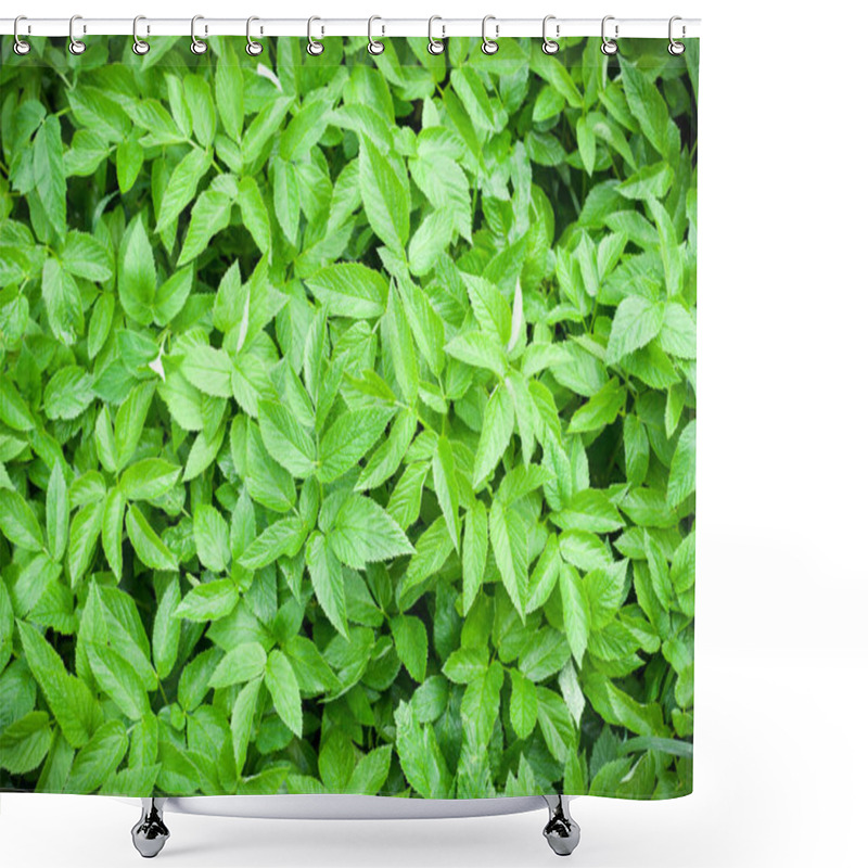 Personality  Green Spring Leaves Background. Natural Pattern, Vignette Shower Curtains