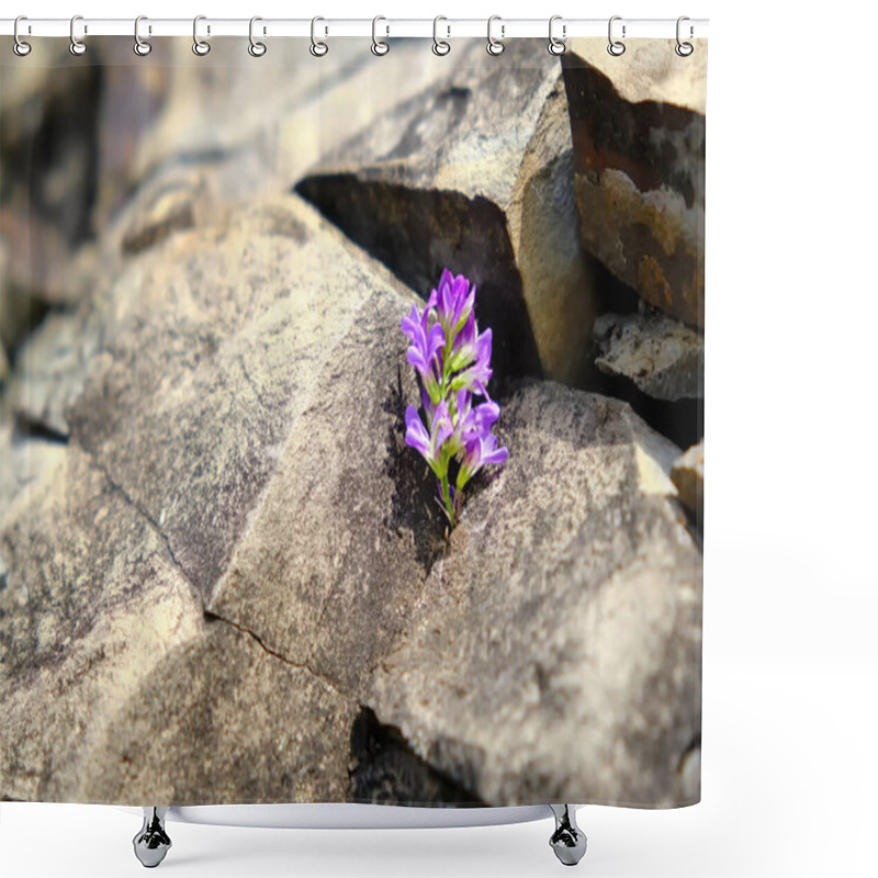 Personality  Close-up Of A Beautiful Wild Purple Flower Growing Among The Bare Rocks. Conceptual Image Of Strength And Resilience. Selective Focus. Shower Curtains