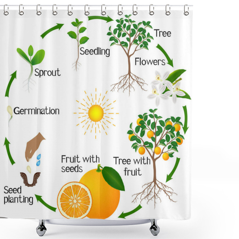 Personality  Cycle Of Growth Of An Orange Tree On A White Background. Shower Curtains