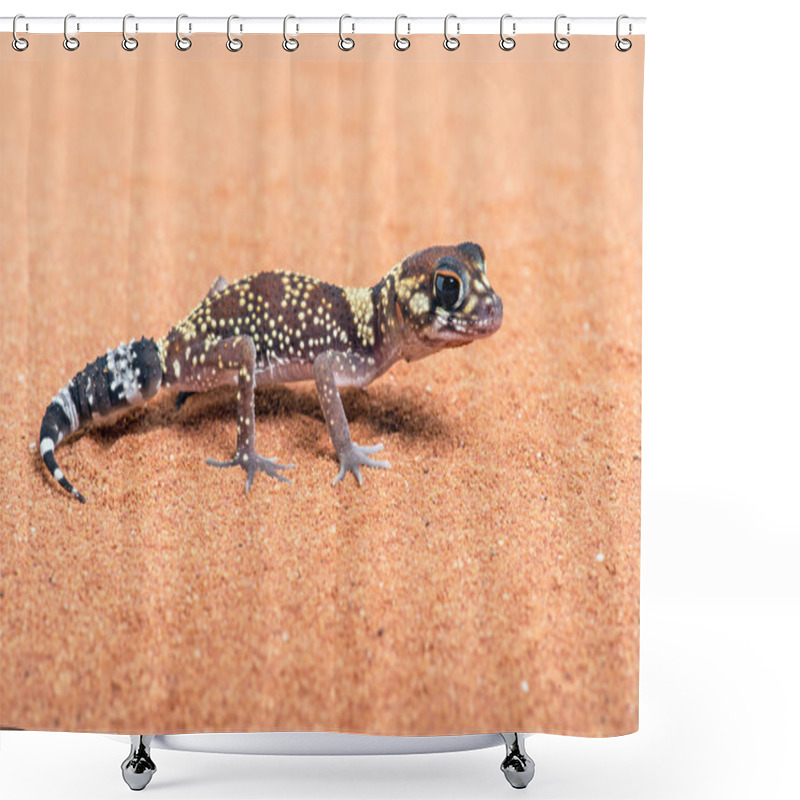 Personality  Australian Barking Gecko (Underwoodisaurus Milii) Shower Curtains