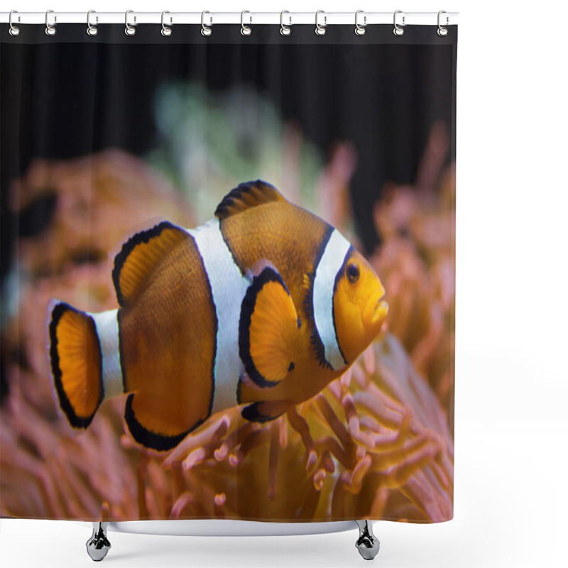 Personality  Ocellaris Clownfish (Amphiprion Ocellaris), Also Known As The False Percula Clownfish, Swimming In The Magnificent Sea Anemone (Heteractis Magnifica). Shower Curtains