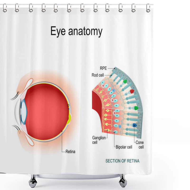 Personality  Eye Anatomy. Rod Cells And Cone Cells. The Arrangement Of Retinal Cells Is Shown In A Cross Section. Vector Diagram For Your Design, Educational, Biological, Science And Medical Use Shower Curtains