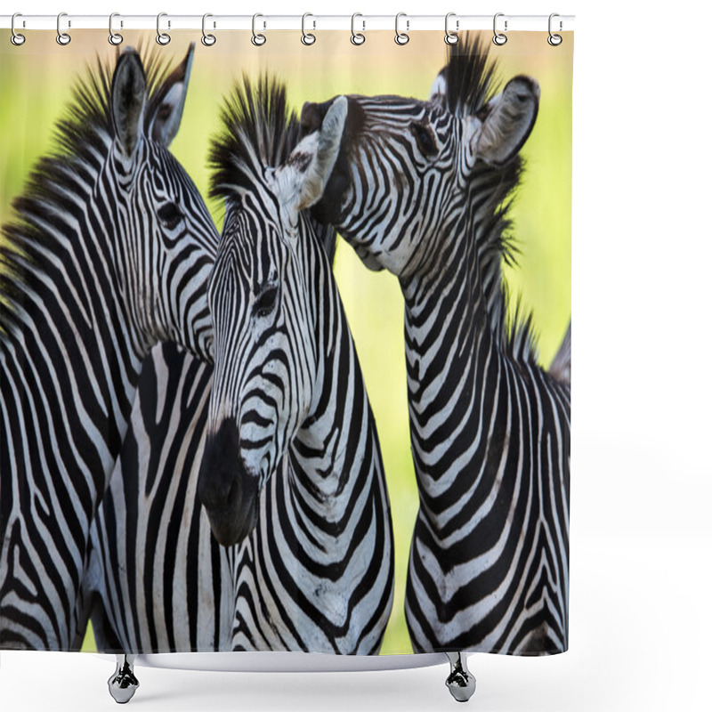 Personality  Zebras Socialising And Kissing Shower Curtains