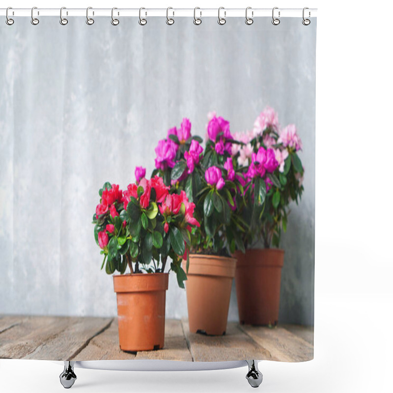 Personality  Houseplants. Beautiful Azalea Flowers In A Flowerpots. Flower Potting Background With Copy Space. Red Azalea And Pink Azalea. Shower Curtains