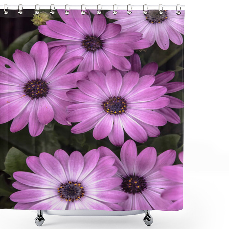 Personality  Delicate Beautiful Fresh Bright Purple Flowers Of Cosmea Shower Curtains