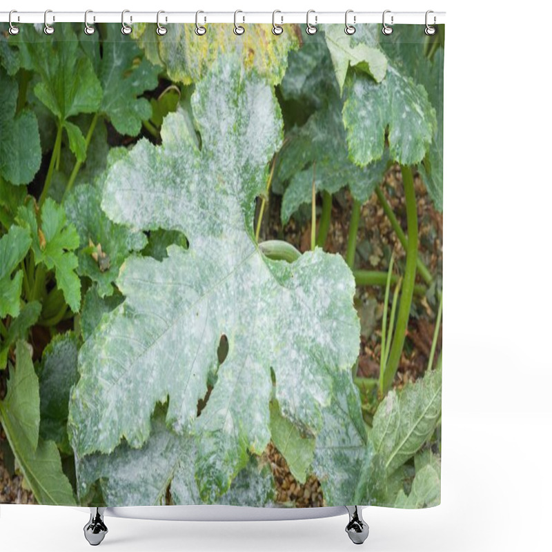 Personality  Powdery Mildew Growing On The Leaves Of A Courgette (zucchini) Plant In A UK Garden Shower Curtains