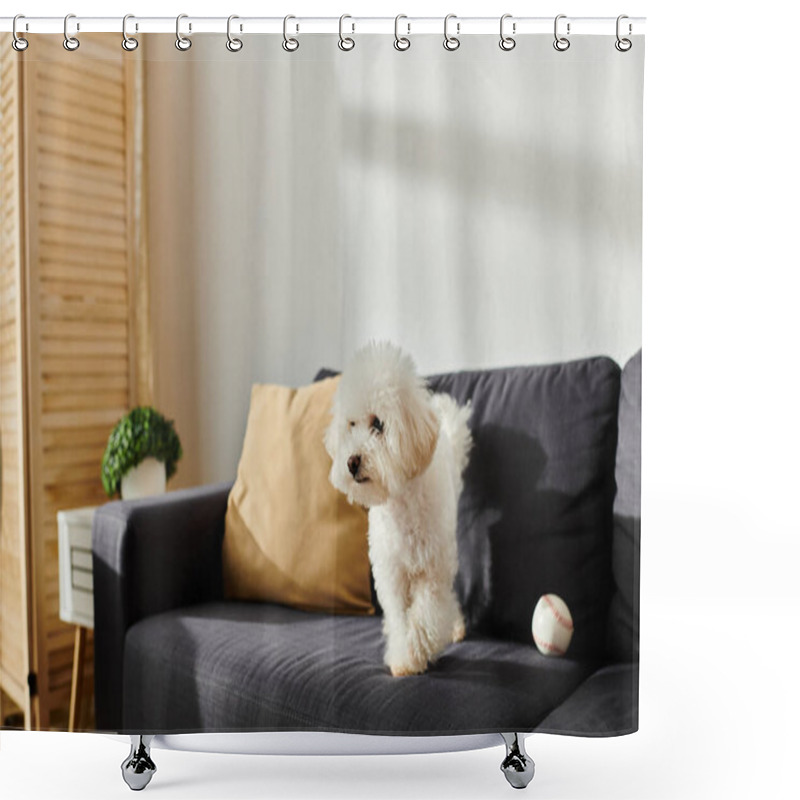 Personality  A Small White Dog, Bichon Frise, Relaxing On A Sleek Black Couch. Shower Curtains