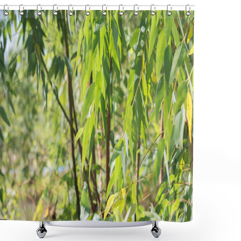 Personality  Eucalyptus Leaves. Branch Eucalyptus Tree Nature Background Shower Curtains