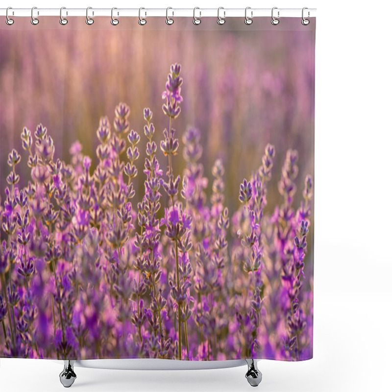 Personality  Meadow Of Lavender. Nature Composition. Selective Focus Shower Curtains