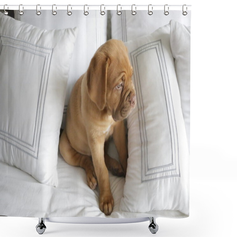 Personality  Dogue De Bordeaux Puppy Shower Curtains