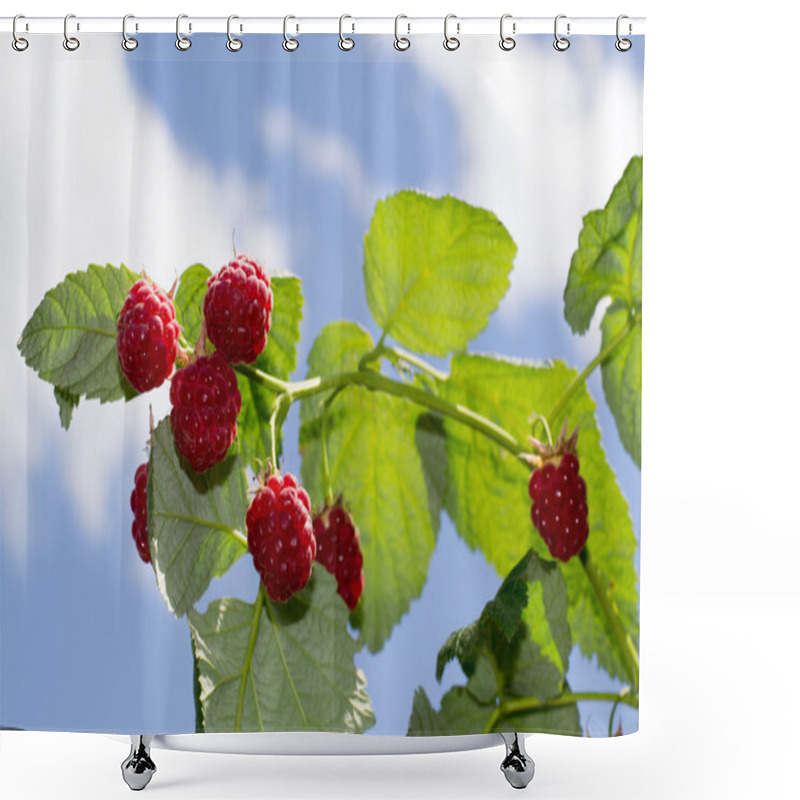 Personality  Raspberries On A Branch Shower Curtains