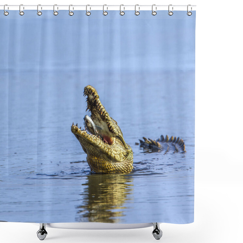 Personality  Nile Crocodile In Kruger National Park, South Africa Shower Curtains