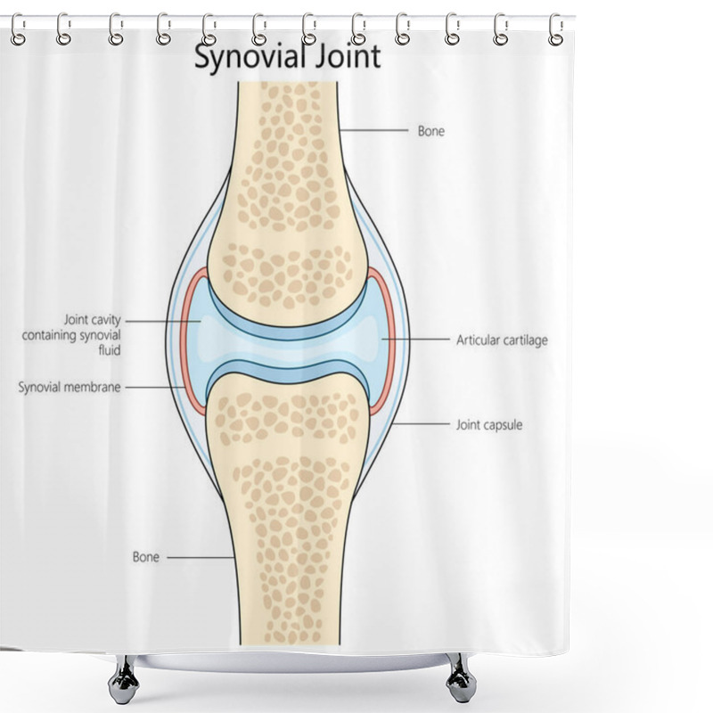 Personality  Human Synovial Joint Structure Diagram Hand Drawn Schematic Raster Illustration. Medical Science Educational Illustration Shower Curtains