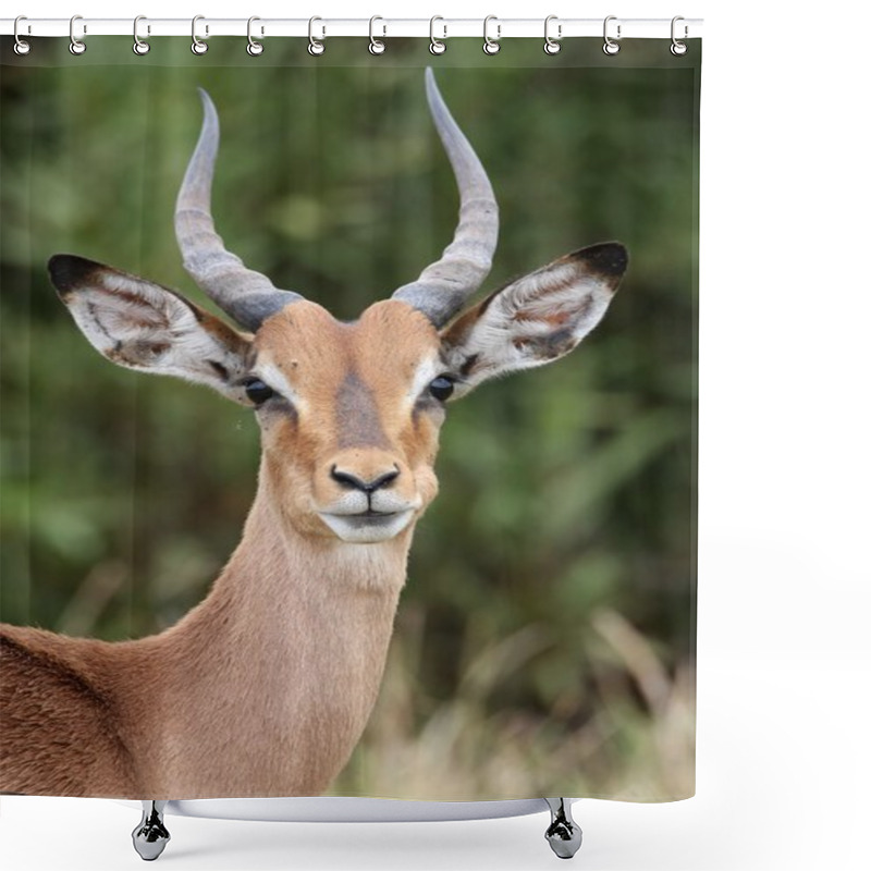 Personality  Young Impala Antelope Shower Curtains