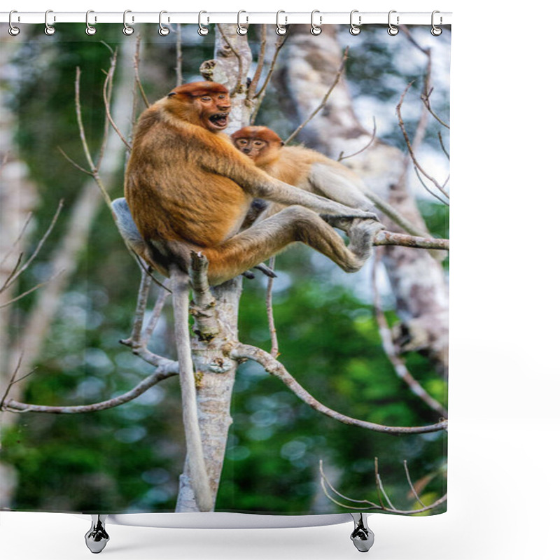 Personality  Proboscis Monkey Baby Milking Its Mother's Breast Milk. Female Proboscis Monkey With A Cub On The Tree In A Natural Habitat. Long-nosed Monkey. Scientific Name: Nasalis Larvatus. Rainforest Of Borneo. Shower Curtains