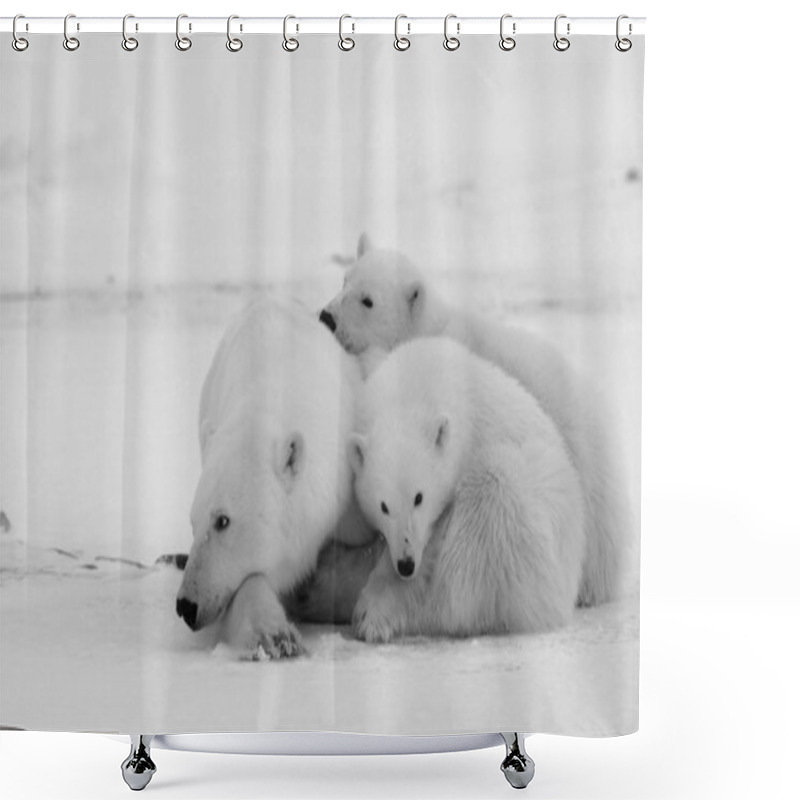 Personality  Polar She-bear With Cubs. Shower Curtains