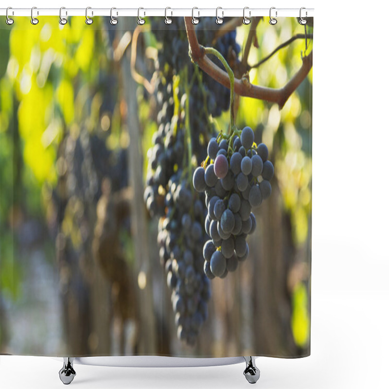 Personality  Grapes And Vineyards Shower Curtains