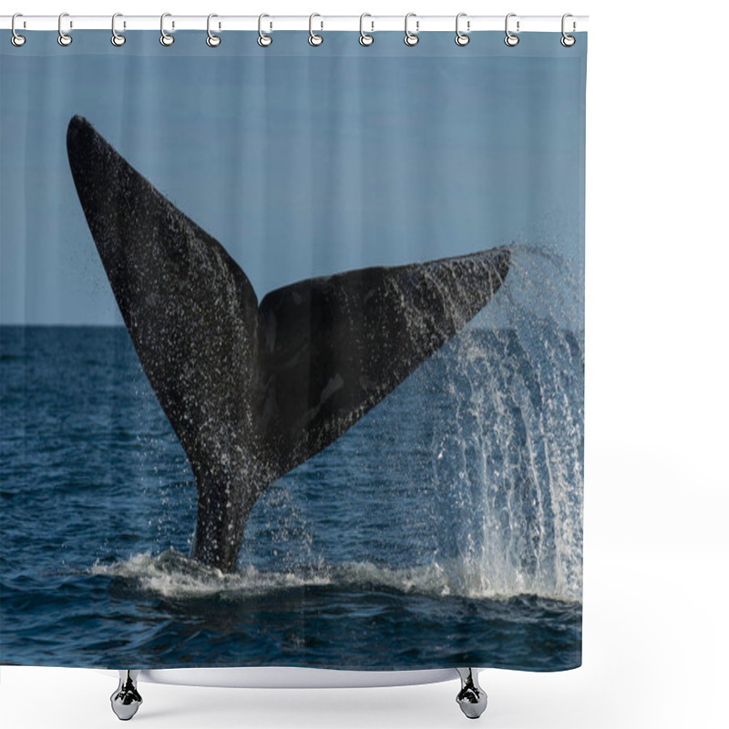 Personality  Southern Right whale, Eubalaena Australis shower curtains