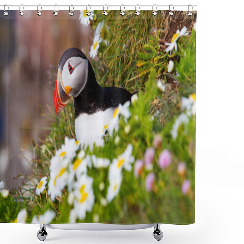 Personality  Cute Atlantic Puffin In Iceland Shower Curtains