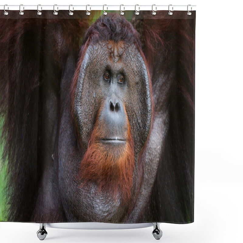 Personality  Portrait Of Orangutan. Shower Curtains