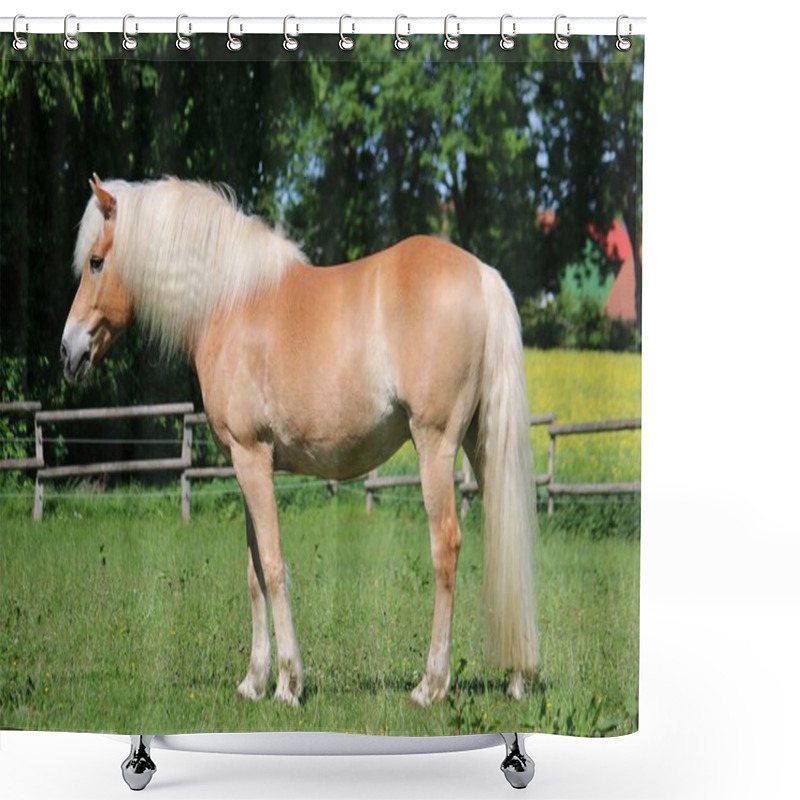 Personality  Beautiful Haflinger Horse Is Standing On The Paddock In The Sunshine Shower Curtains