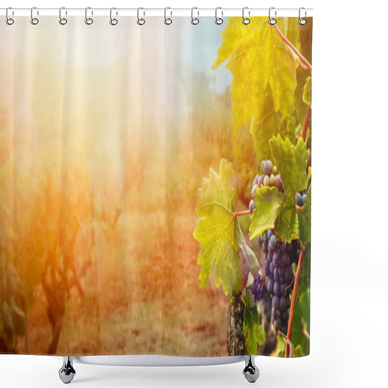 Personality  Vineyard In Autumn Harvest Shower Curtains