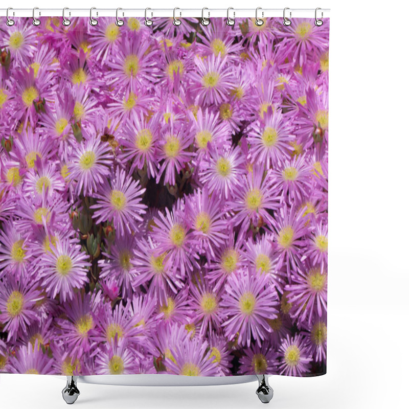 Personality  Pink Ice Plant Flowers. Shower Curtains