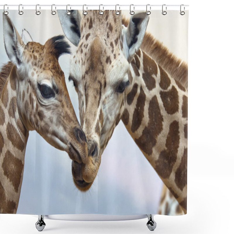 Personality  Giraffes Shower Curtains