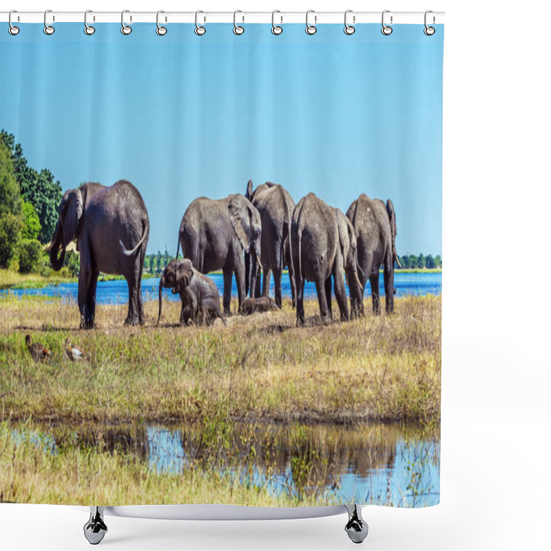 Personality  Elephants Crossing River  Shower Curtains