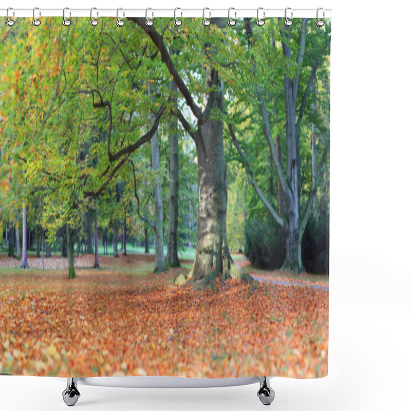 Personality  Huge Old Beech In Autumn Park Shower Curtains