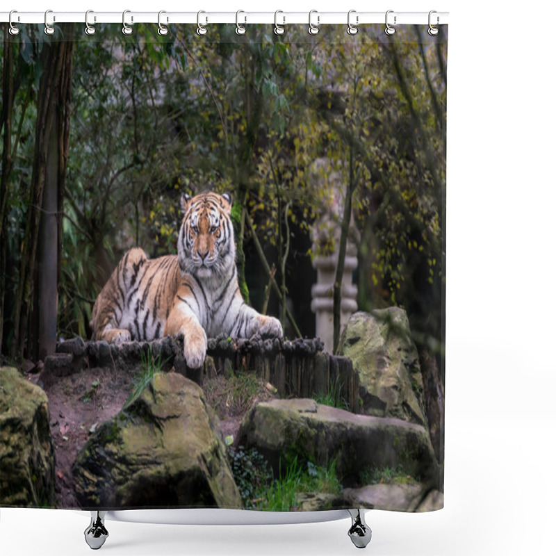 Personality  Scenic Shot Of Bengal Tiger In Zoo Shower Curtains