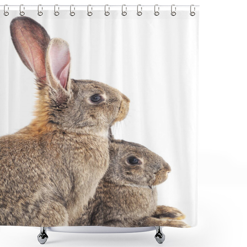 Personality  Two Rabbits Isolated. Shower Curtains