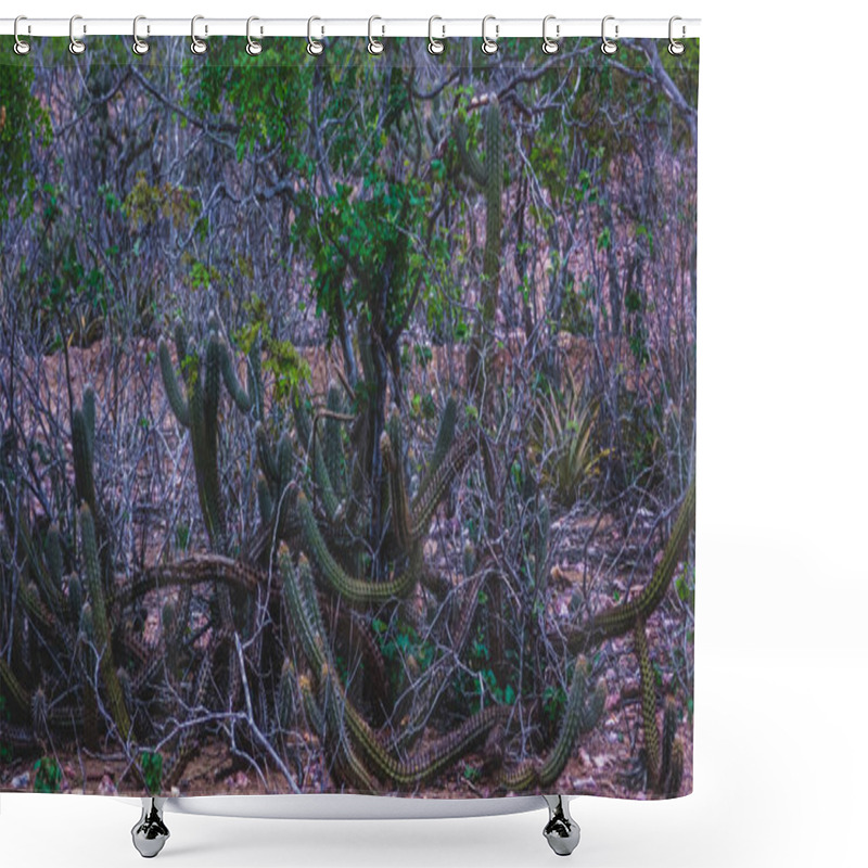 Personality  The Rural Region Of The Sertao Do Brazil Has The Caatinga As A Vegetation Biome. The Semi-arid Tropical Climate Is Typical Of The Brazilian Northeast Interior. Shower Curtains