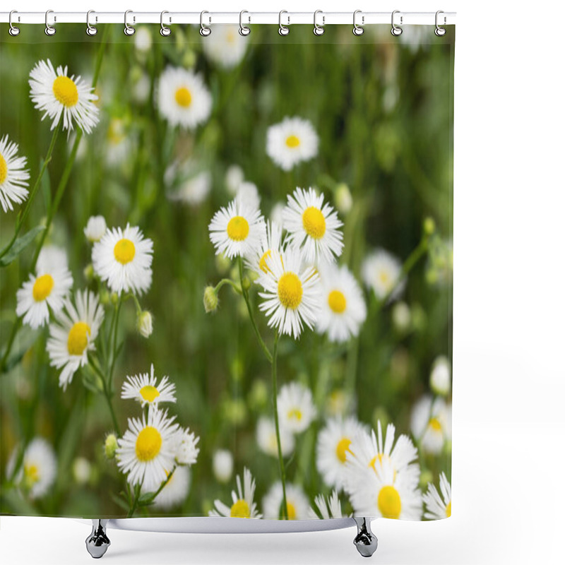 Personality  Erigeron Annuus (annual Fleabane, Daisy Fleabane Eastern Daisy Fleabane) White Flowers Macro  Selective Focus Shower Curtains