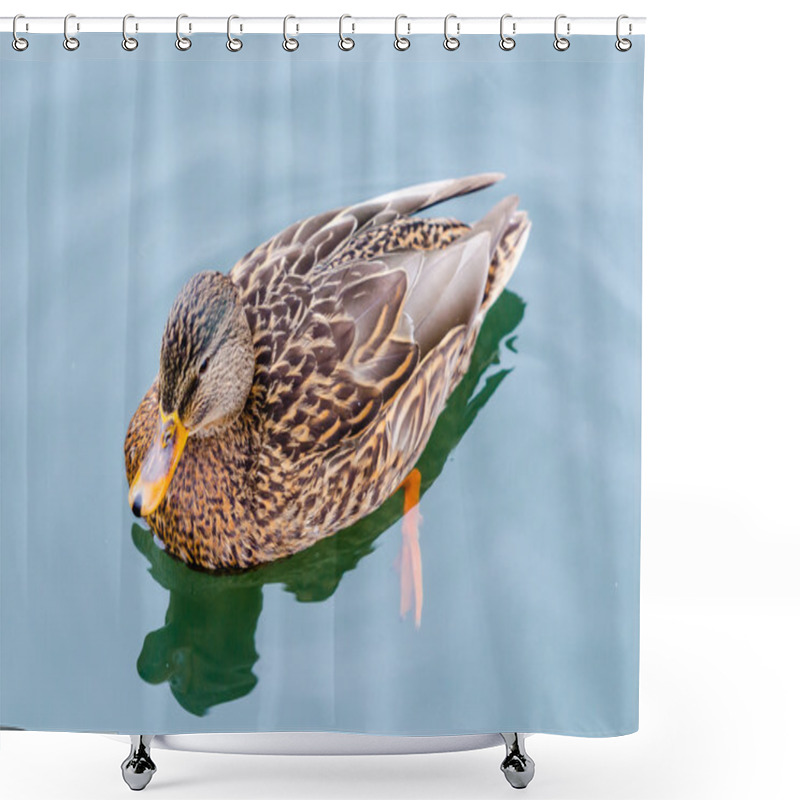 Personality  Ducks Winter In The Moscow Zoo Shower Curtains