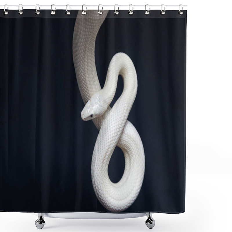 Personality  The Texas Rat Snake (Elaphe Obsoleta Lindheimeri ) Is A Subspecies Of Rat Snake, A Nonvenomous Colubrid Found In The United States, Primarily Within The State Of Texas.. Shower Curtains