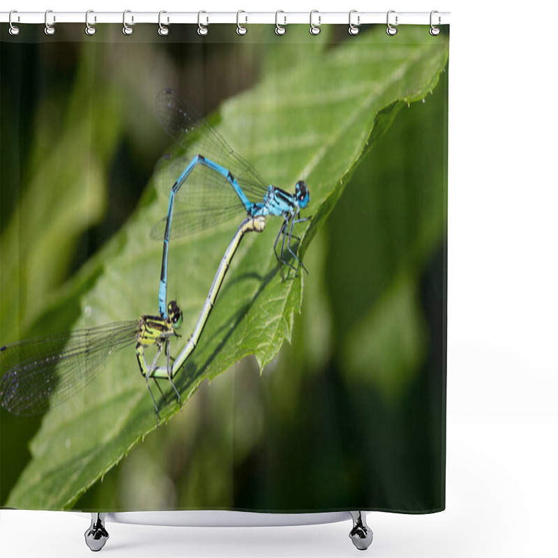 Personality  Blue Dragonfly On Green Leaf  Shower Curtains