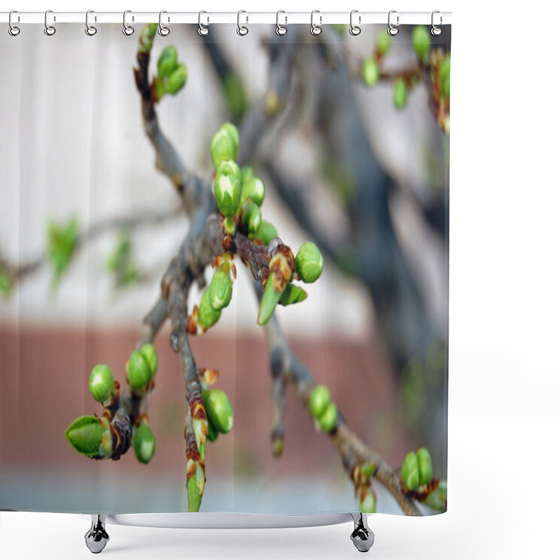 Personality  Tree Branch With Buds Background, Spring Shower Curtains