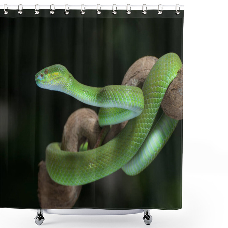 Personality  White-lipped Island Pit Viper On The Tree Branch Shower Curtains