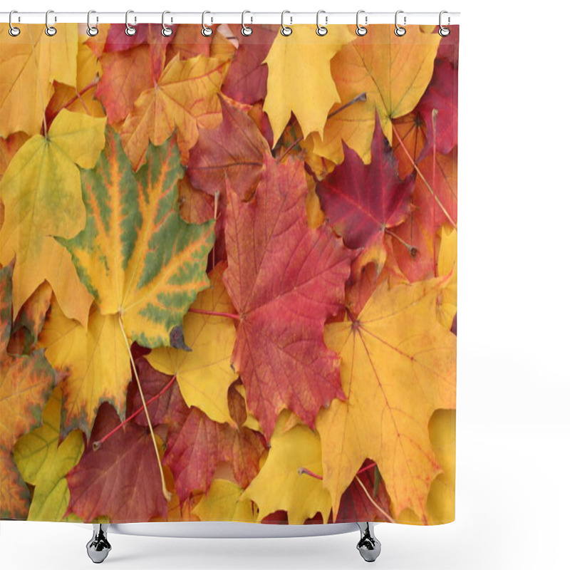 Personality  Bright Texture From Autumn Beautiful Maple Leaves. Shower Curtains