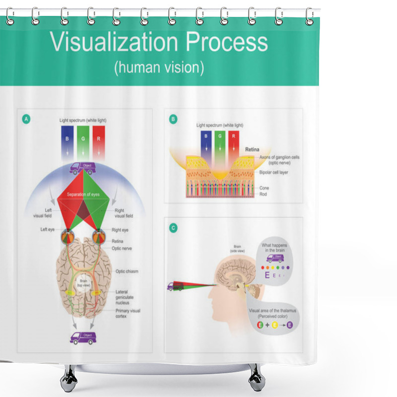 Personality  Visualization Process Human Vision. Shower Curtains