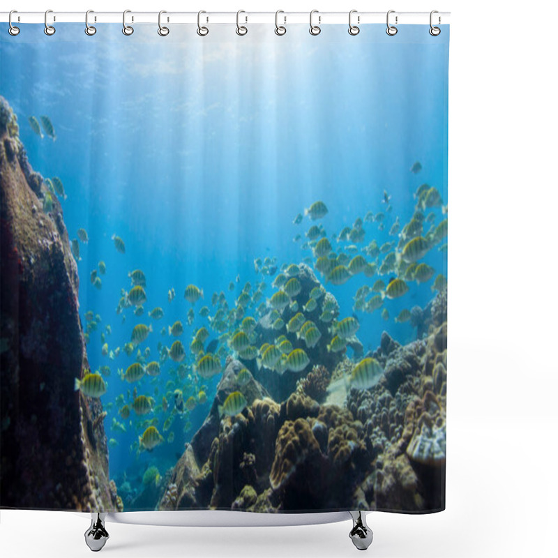 Personality  School Of Yellow Convict Tangs Fish (Acanthurus Triostegus). Seychelles Shower Curtains